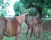 Конь трахает кобылу на спаривании в деревне
